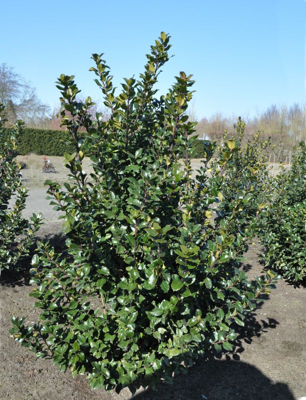 Ilex meserveae 'Blue Prince' ® - Stechpalme männlich 'Blue Prince' ®