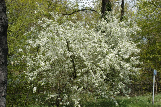 Prunus mahaleb CAC - Steinweichsel