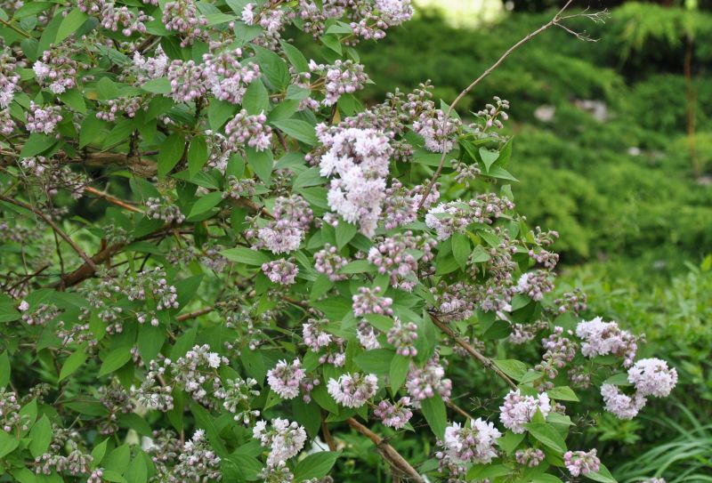 Deutzia hybrida 'Pink Pom-Pom' - Sternchenstrauch 'Pink Pom-Pom'