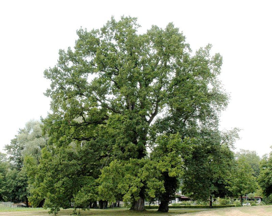Quercus robur - Stieleiche / Deutsche Eiche