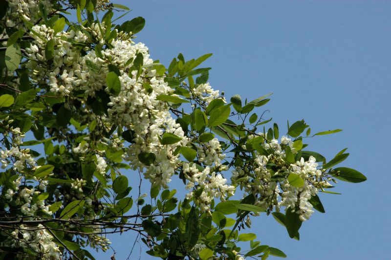 Robinia pseudoac.'Unifoliola' - Straßenakazie 'Unifoliola'