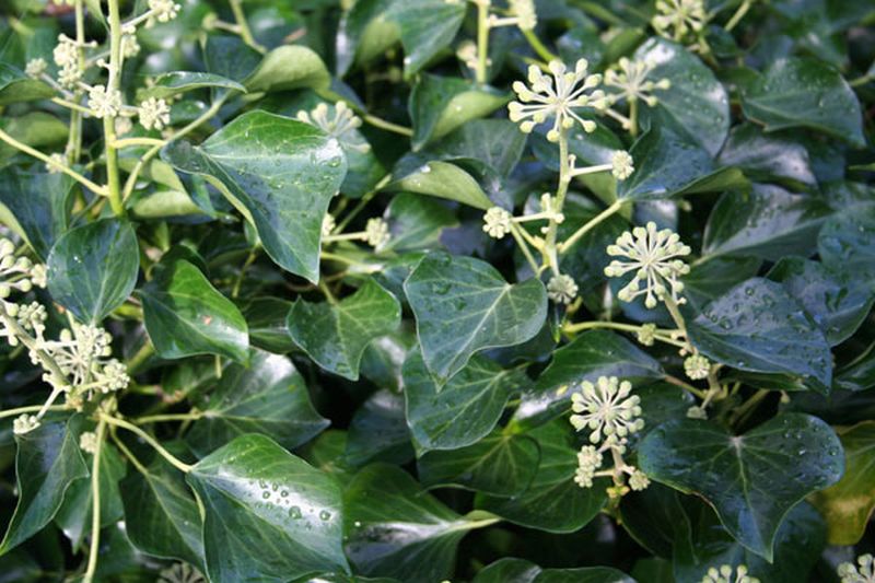 Hedera helix 'Arborescens' - Strauch-Efeu 'Arborescens'