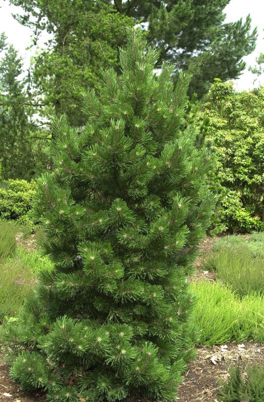 Pinus mugo 'Gnom' - Strauch-Kiefer 'Gnom'