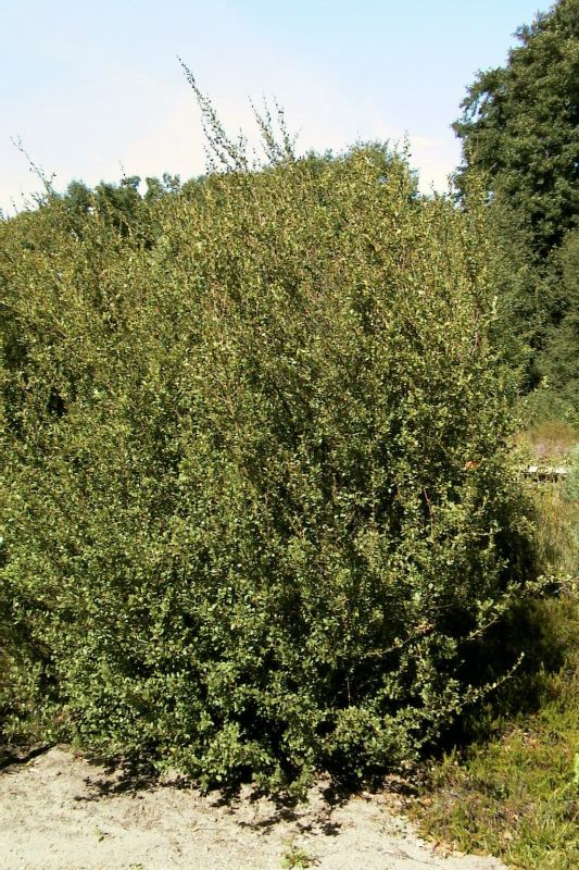 Betula humilis - Strauchbirke