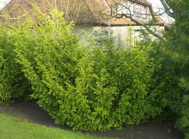 Taxus baccata 'Washingtonii' - Straucheibe 'Washingtonii'