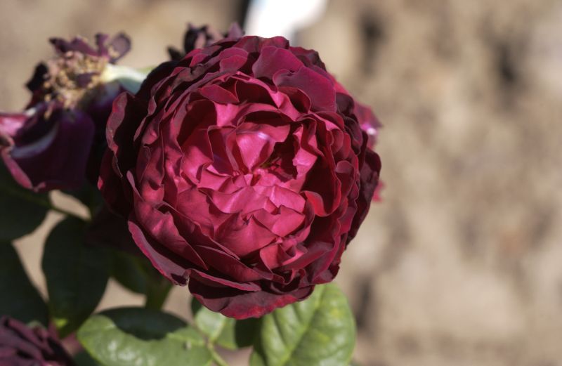 Rosa 'Astrid Gräfin von Hardenberg' STR - Strauchrose 'Astrid Gräfin von Hardenberg'