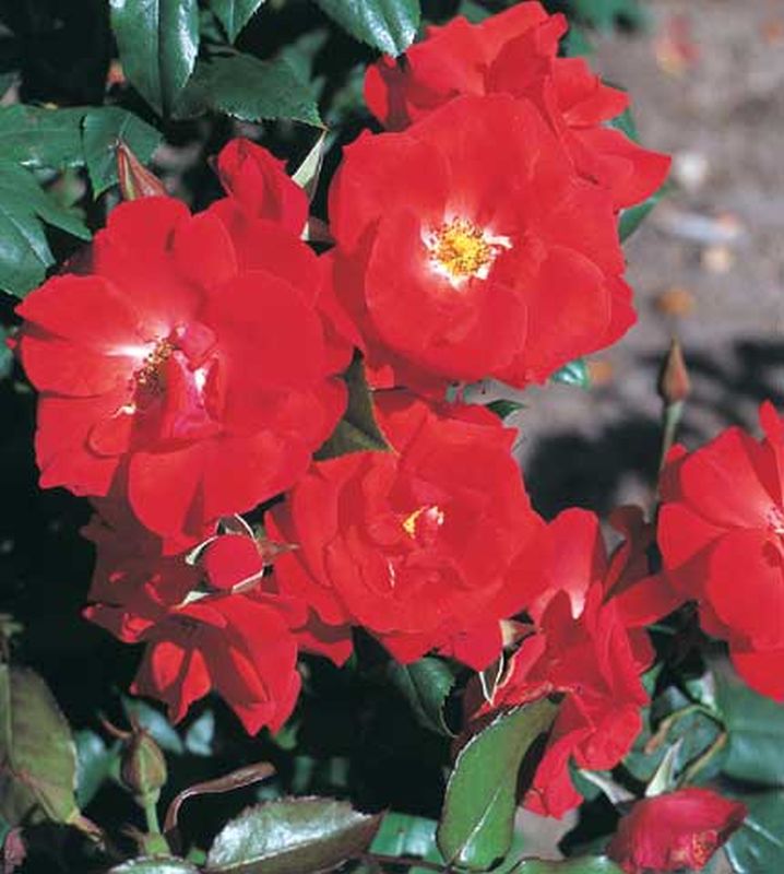 Rosa 'Bischofsstadt Paderborn' ® STR - Strauchrose 'Bischofsstadt Paderborn' ®