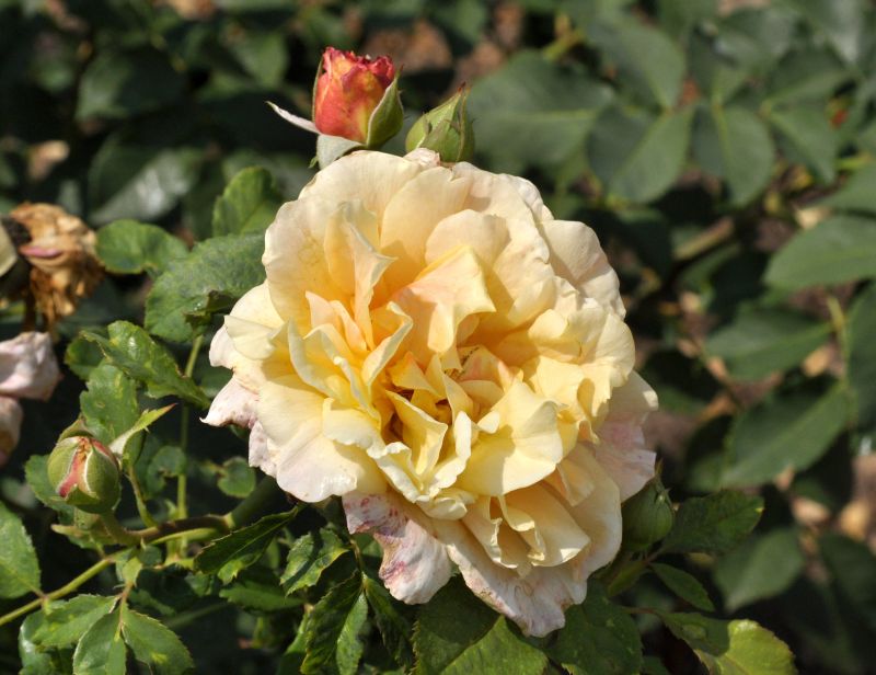 Rosa 'Caramella' ® STR - Strauchrose 'Caramella' ®
