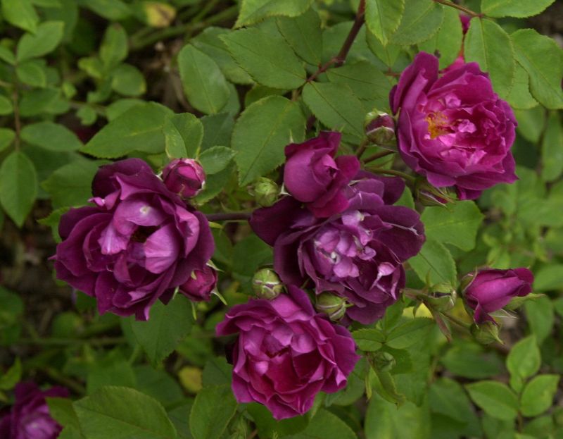 Rosa 'Cardinal Hume' ® STR - Strauchrose 'Cardinal Hume' ®
