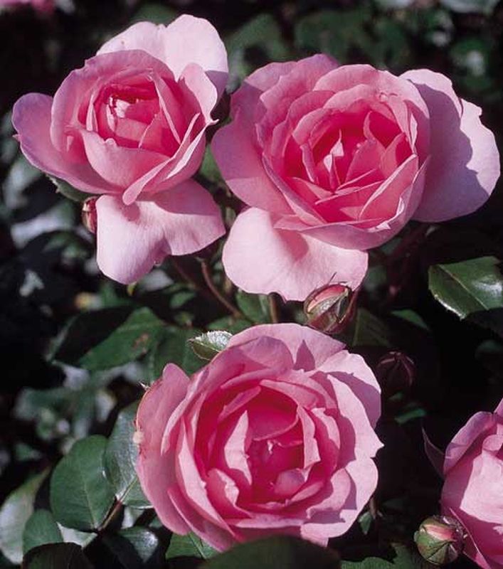 Rosa 'Centenaire de Lourdes' ® STR - Strauchrose 'Centenaire de Lourdes' ®