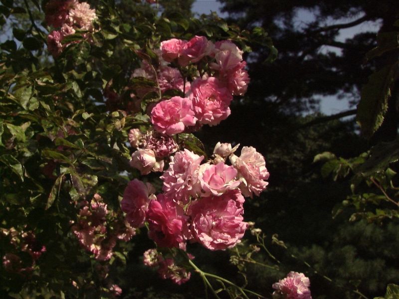 Rosa 'Cinderella' ® STR - Strauchrose 'Cinderella' ®