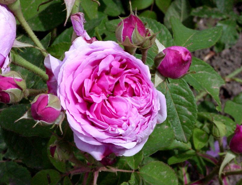 Rosa 'Comte de Chambord' STR - Strauchrose 'Comte de Chambord'
