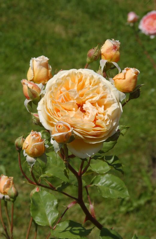 Rosa 'Crown Princess Margareta' ® STR - Strauchrose 'Crown Princess Margareta' ®