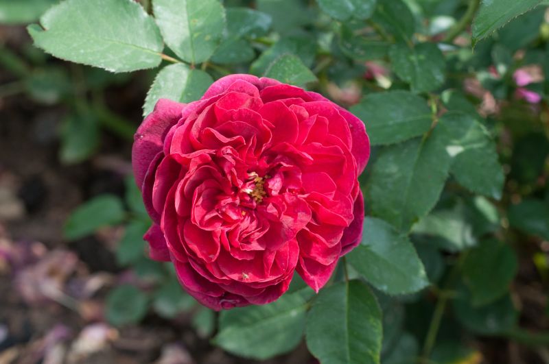Rosa 'Darcey Bussell' ® STR - Strauchrose 'Darcey Bussell' ®