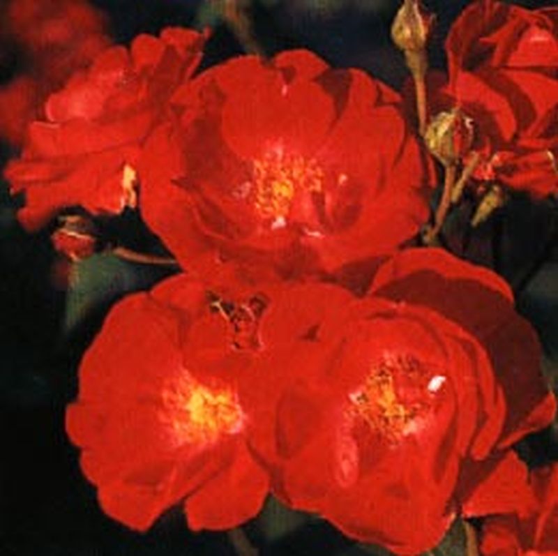 Rosa 'Dirigent' ® STR - Strauchrose 'Dirigent' ®