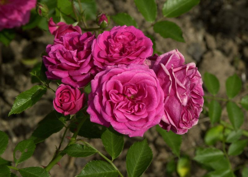 Rosa 'Elmshorn' STR - Strauchrose 'Elmshorn'