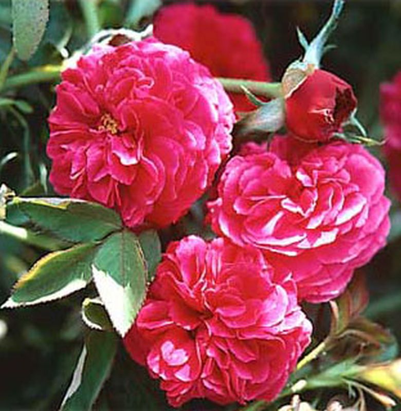 Rosa 'Falstaff' ® STR - Strauchrose 'Falstaff' ®