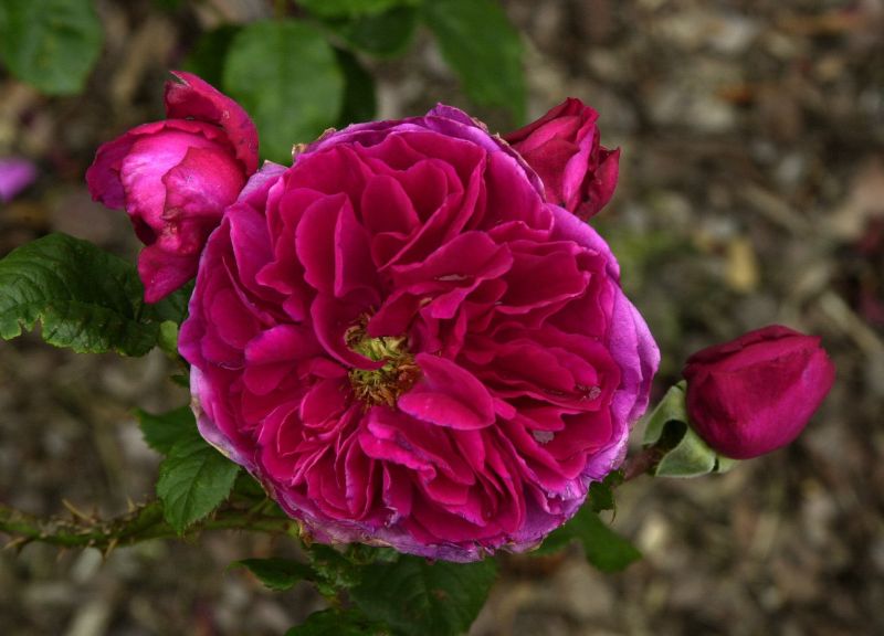 Rosa 'Fisherman's Friend' STR - Strauchrose 'Fisherman's Friend'