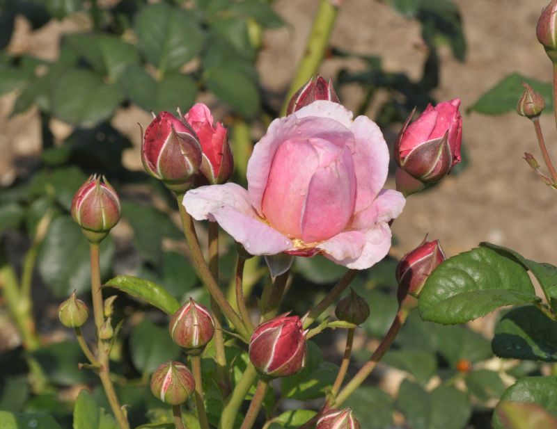 Rosa 'Flashlight' ® STR - Strauchrose 'Flashlight' ® ADR-Rose