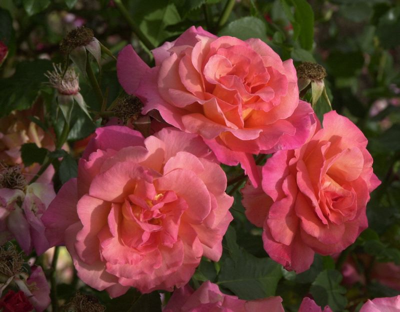 Rosa 'Freisinger Morgenröte' ® STR - Strauchrose 'Freisinger Morgenröte' ®