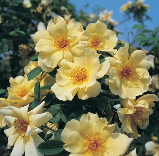 Rosa 'Frühlingsgold' STR - Strauchrose 'Frühlingsgold'