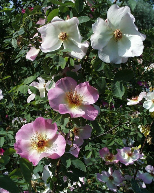 Rosa 'Frühlingsmorgen' STR - Strauchrose 'Frühlingsmorgen'