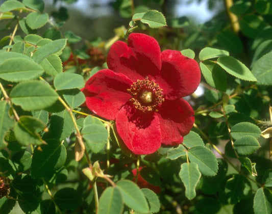 Rosa moyesii 'Geranium' STR - Strauchrose 'Geranium'