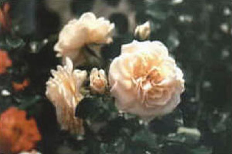 Rosa 'Ghislaine de Feligonde' STR - Strauchrose 'Ghislaine de Feligonde'
