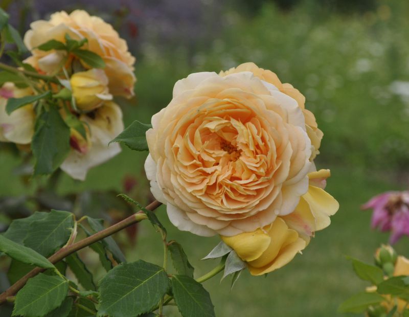 Rosa 'Golden Celebration' ® STR - Strauchrose 'Golden Celebration' ®