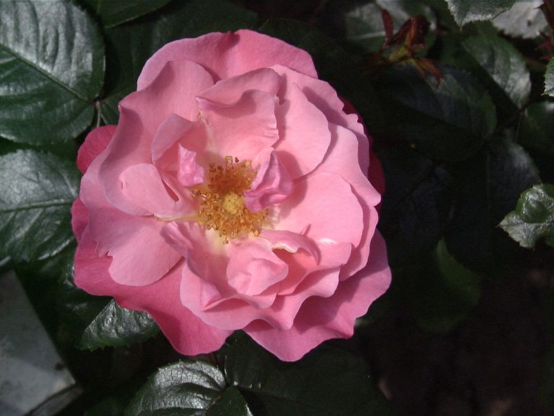 Rosa 'IGA 83 München' ® STR - Strauchrose 'IGA 83 München' ®