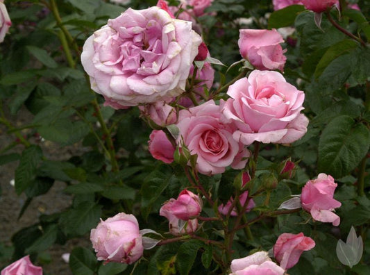Rosa 'König Ludwig Rose' ® STR - Strauchrose 'König Ludwig Rose' ®