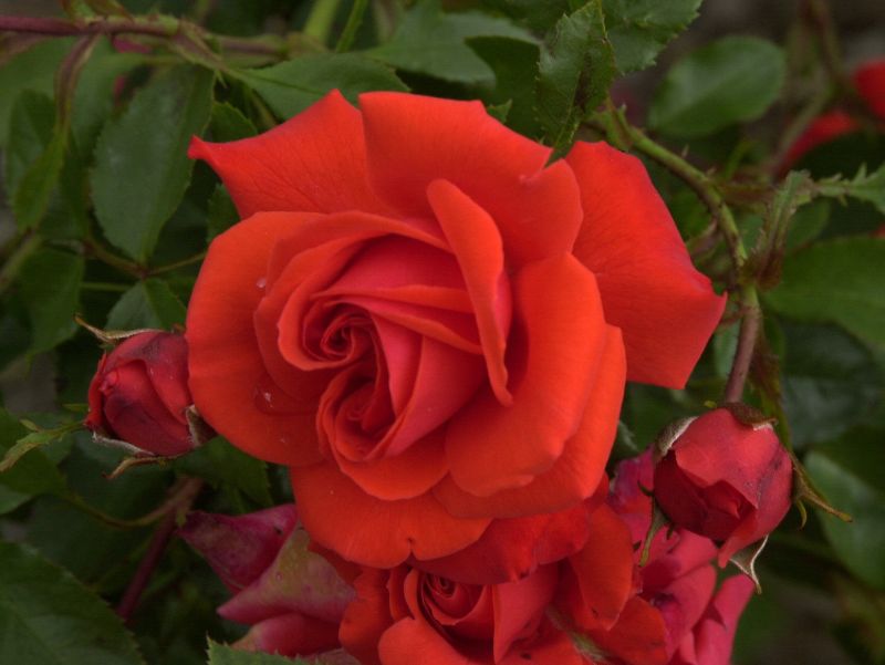 Rosa 'Kordes Brillant' ® STR - Strauchrose 'Kordes Brillant' ®