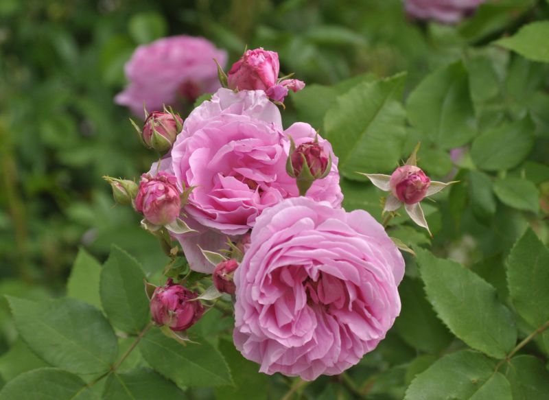 Rosa 'Louise Odier' STR - Strauchrose 'Louise Odier'