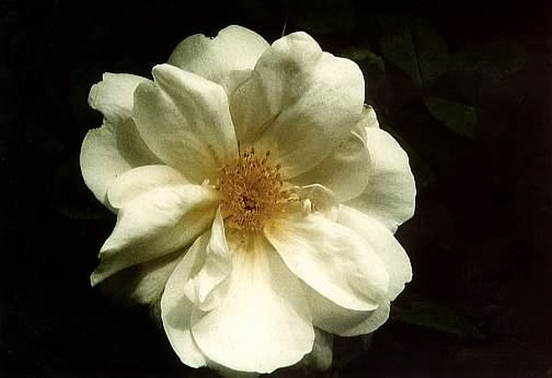 Rosa moyesii 'Nevada' STR - Strauchrose 'Nevada'