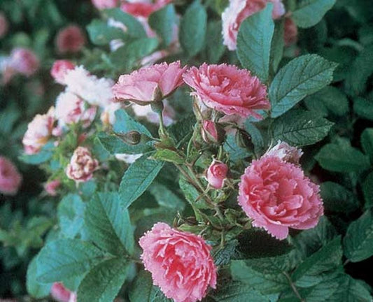 Rosa rugosa 'Pink Grootendorst' STR - Strauchrose 'Pink Grootendorst'