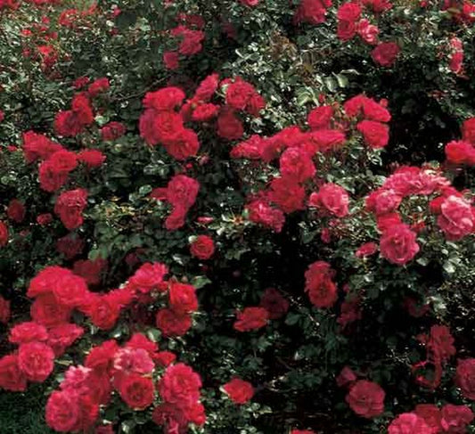 Rosa 'Rote Woge' ® STR - Strauchrose 'Rote Woge' ® ADR-Rose