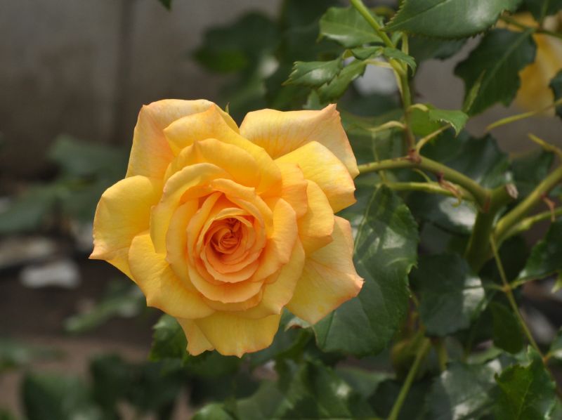 Rosa 'Sahara' ® STR - Strauchrose 'Sahara' ®