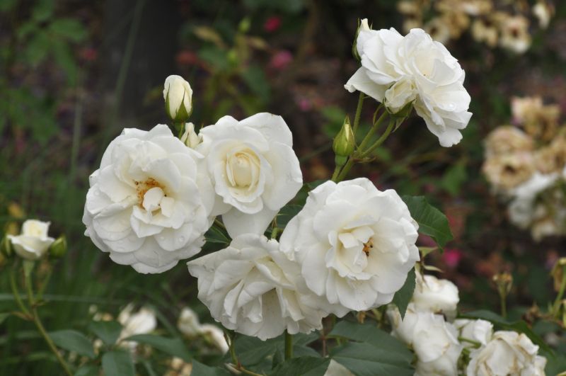 Rosa 'Schneewittchen' ® STR - Strauchrose 'Schneewittchen' ®