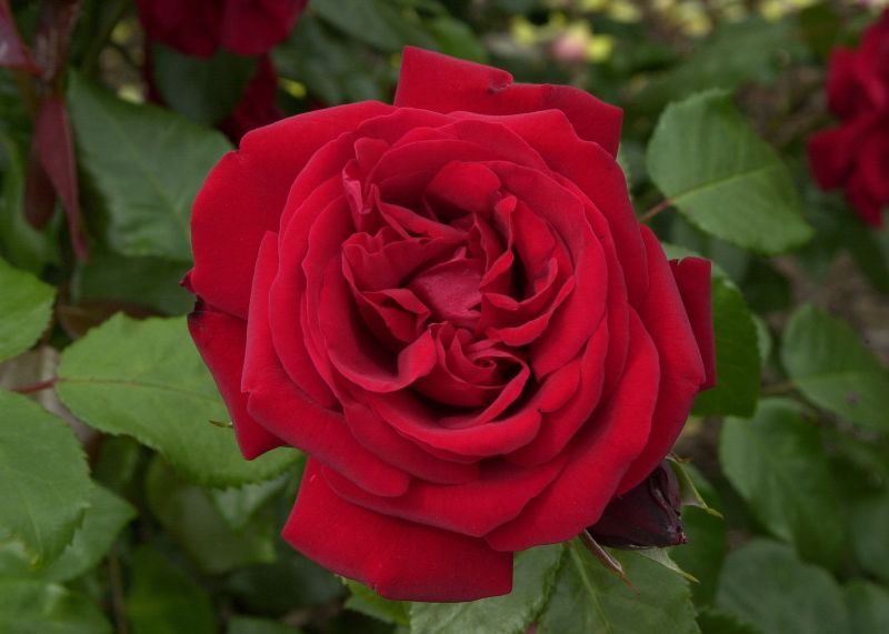 Rosa 'Ulmer Münster' ® STR - Strauchrose 'Ulmer Münster' ®