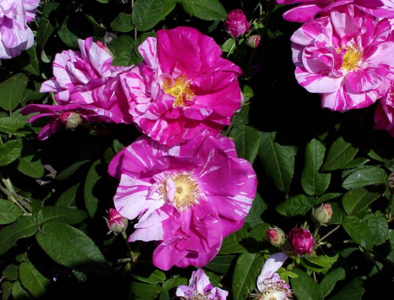 Rosa gallica 'Versicolor' STR - Strauchrose gallica 'Versicolor'