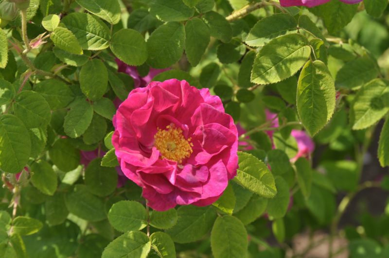 Rosa gallica officinalis STR - Strauchrose gallica officinalis