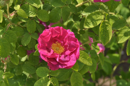 Rosa gallica officinalis STR - Strauchrose gallica officinalis