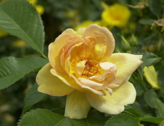 Rosa spinosissima 'Maigold' STR - Strauchrose spinosissima 'Maigold'