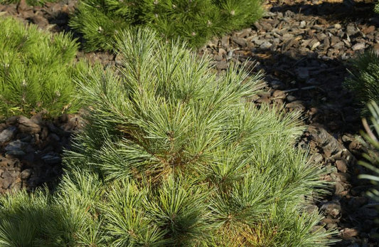 Pinus strobus 'Radiata' - Streichelkiefer