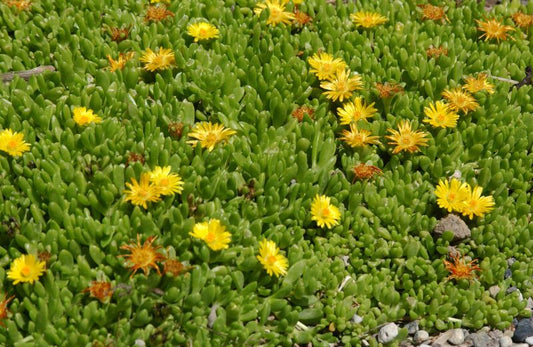 Delosperma nubigenum - Südafrikanische Mittagsblume