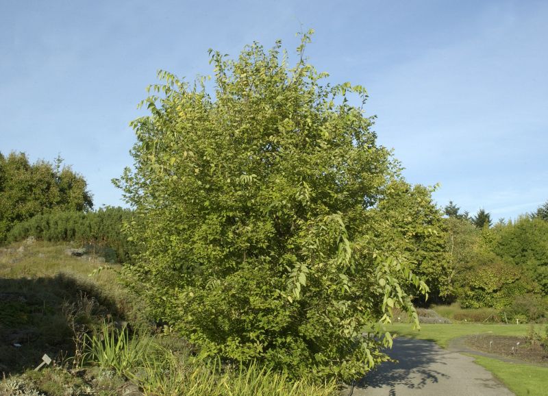 Celtis australis - Südlicher Zürgelbaum