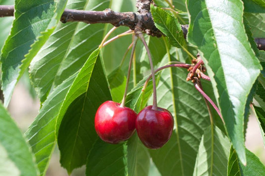 Prunus avium 'Büttners Rote Knorpelkirsche' CAC - Süßkirsche 'Büttners Rote Knorpelkirsche' 5.KW