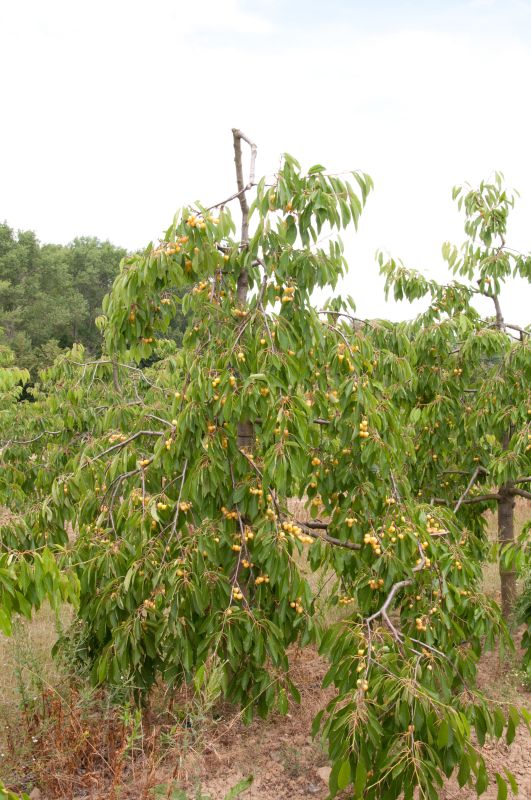 Prunus avium 'Dönissens Gelbe Knorpelkirsche' CAC - Süßkirsche 'Dönissens Gelbe Knorpel' 6.KW