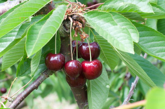 Prunus avium 'Große Schwarze Knorpelk.' CAC - Süßkirsche 'Große Schwarze Knorpelkirsche'6.KW