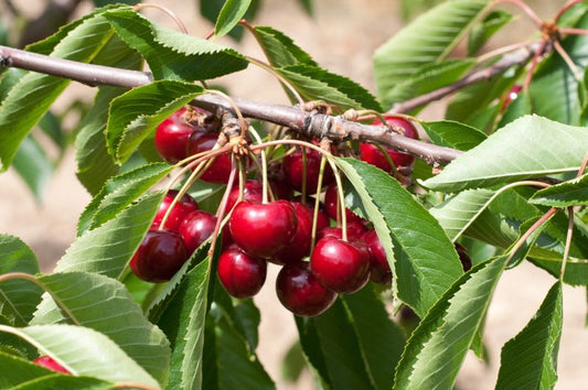 Prunus avium 'Kordia' ® CAC - Süßkirsche 'Kordia' ® 6.KW